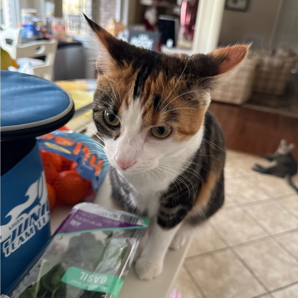 Meet your Posher, Shelby